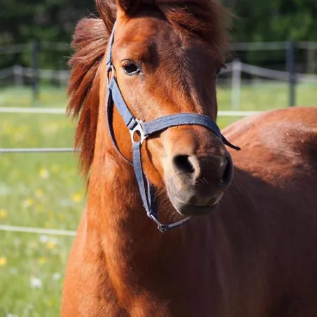 Aasesminde Bed and Breakfast *